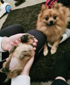 teacup pomeranian for sale gumtree